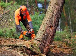 How Our Tree Care Process Works  in Kerrville, TX